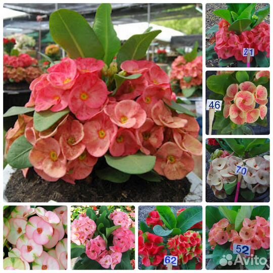 Эуфорбия Миля крупноцветковые (молочай)