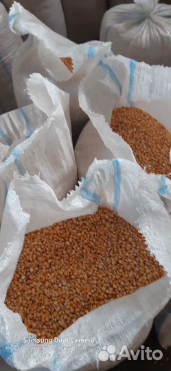 Кукуруза зерно