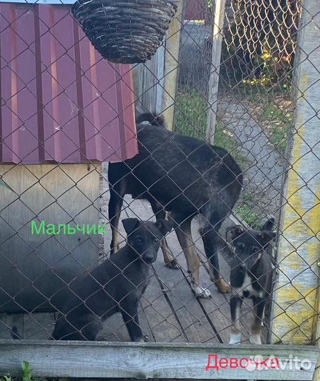 Собака в добрые руки отдам бесплатно