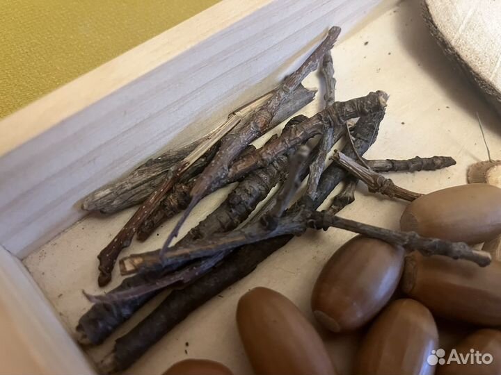 Желуди каштаны шишки для поделок