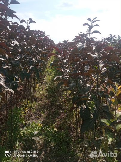 Декоративная яблоня