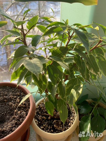 Фикус бенджамина Кинки