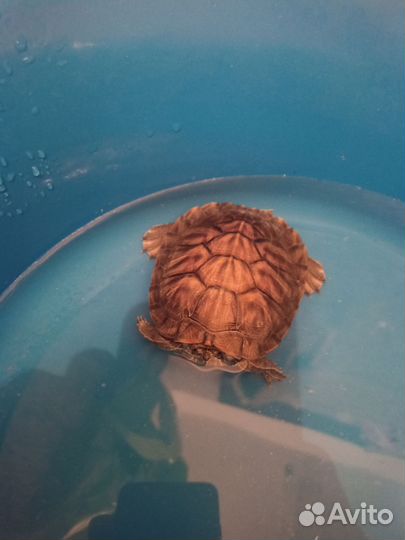 Красноухая черепаха