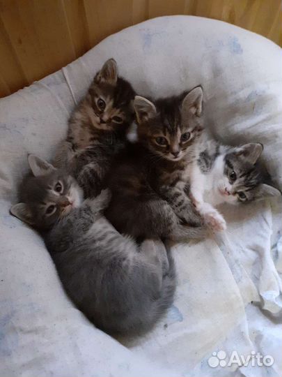 Кошки в добрые руки бесплатно