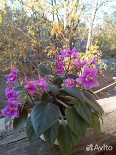 Сенполия (фиалка)