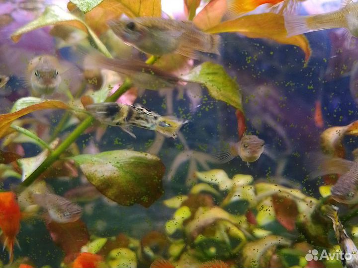 Рыбки гуппи эндлера