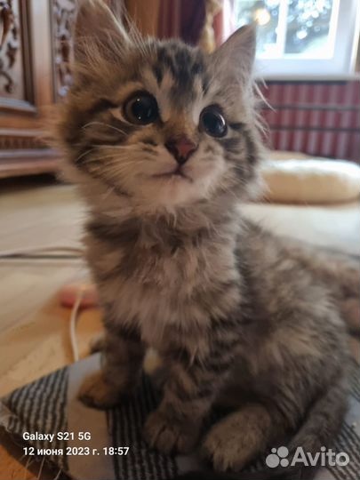 Два брата акробата ищут дом