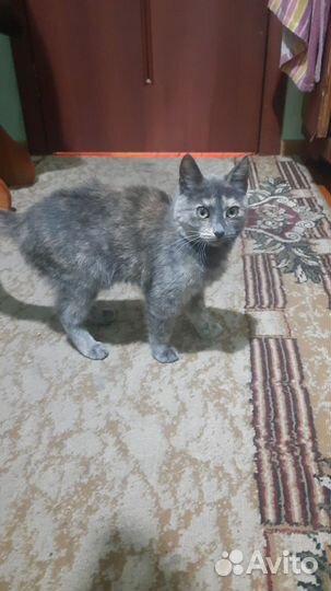 Кошка