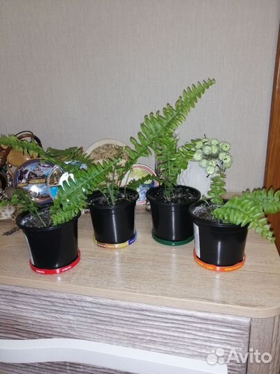 Папоротник