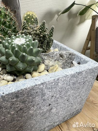 Композиция из кактусов