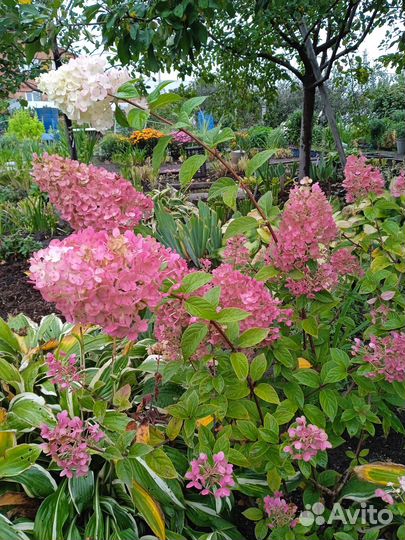 Гортензия, спирея, вейгела