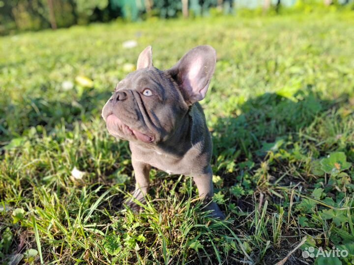 Лиловый мальчик с голубыми глазами Француз