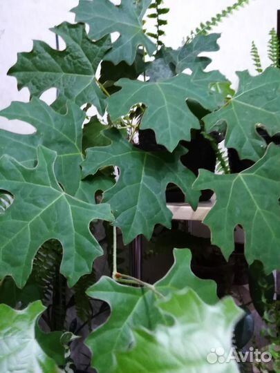 Комнатные растения(4)