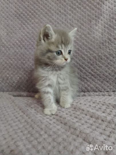 Отдам котят в добрые руки. Осталось 4 котёнка