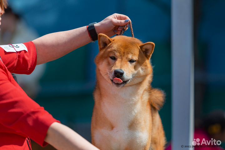 Кобель на вязку сиба ину