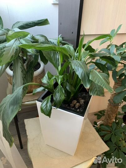 Комнатные растения