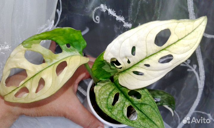 Монстера Адансона вариегатная, вайт форм
