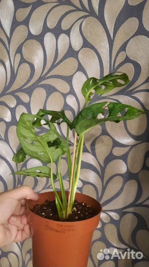 Монстера адансона, филодендрон хвост дракона