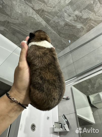 Щенки Акита ину