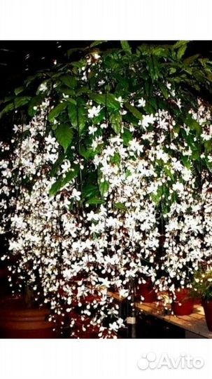 Клеродендрум Шмидта, или Цепи славы