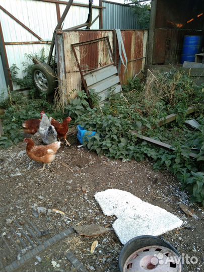 Петушки породы русская голубая