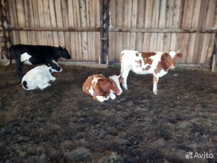 Телята и коровы