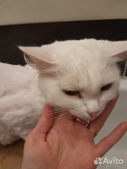 Шерсть белая