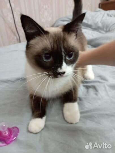 Кот в добрые руки