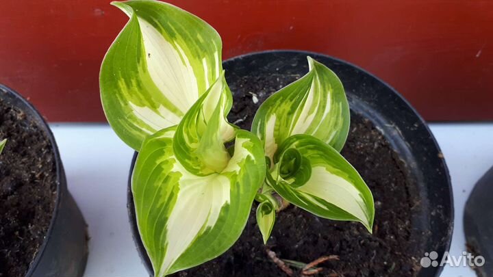 Красавица-хоста