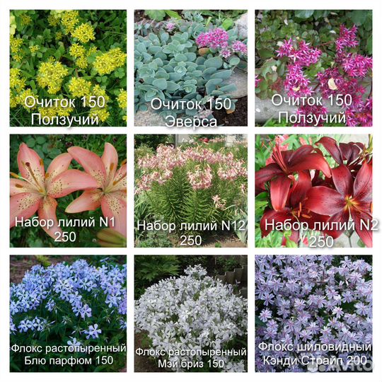Многолетние цветы для сада N1