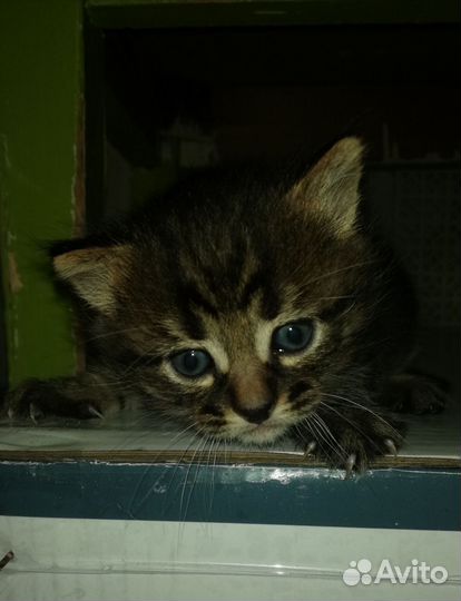 Котята в добрые руки бесплатно