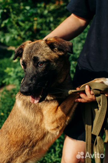 Собака в добрые руки