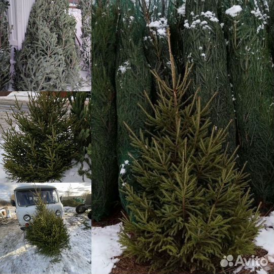 Ель новогодняя живая