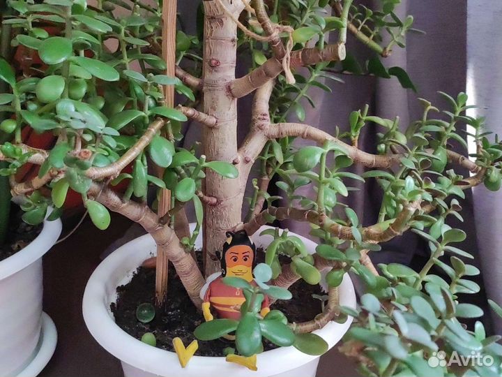 Толстянка, денежное дерево и др.ком.растения