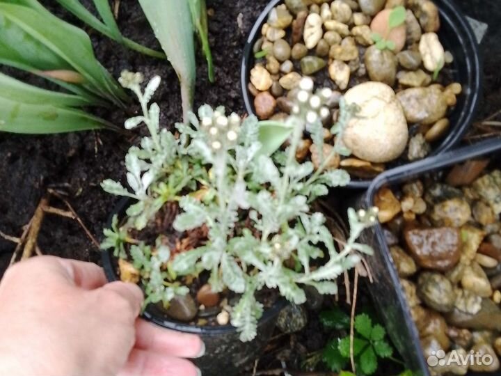 Спирея,дерен, астильба, айва японская и до