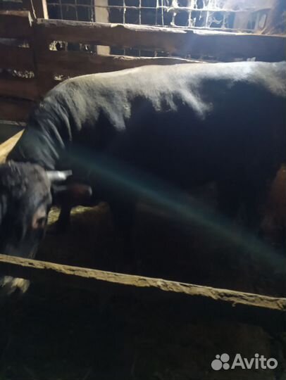 Бычок на мясоо