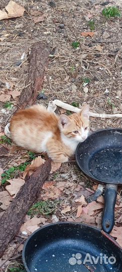 Кошки в добрые руки