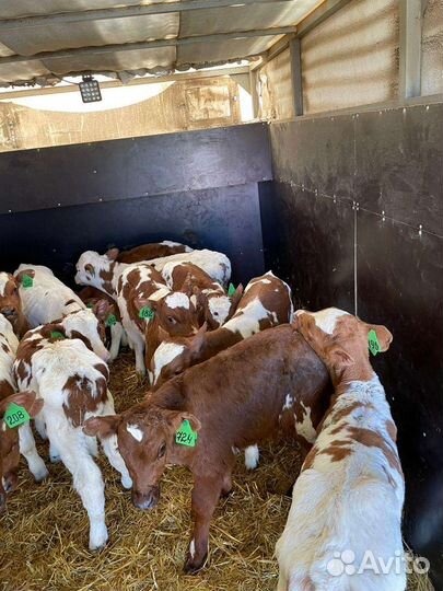 Телята бычки