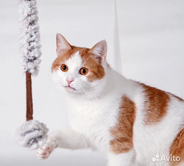 Кот Тим в добрые руки