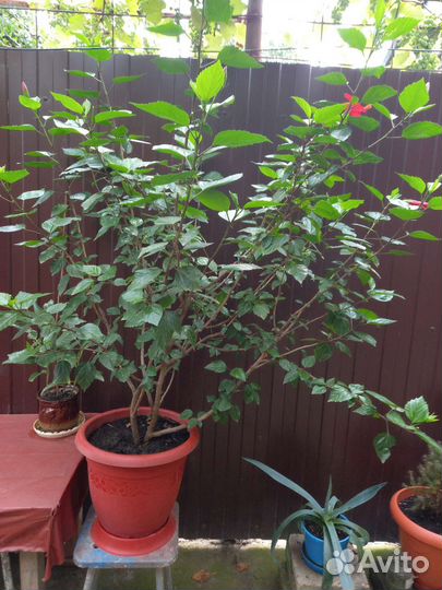Гибискус комнатный в горшке
