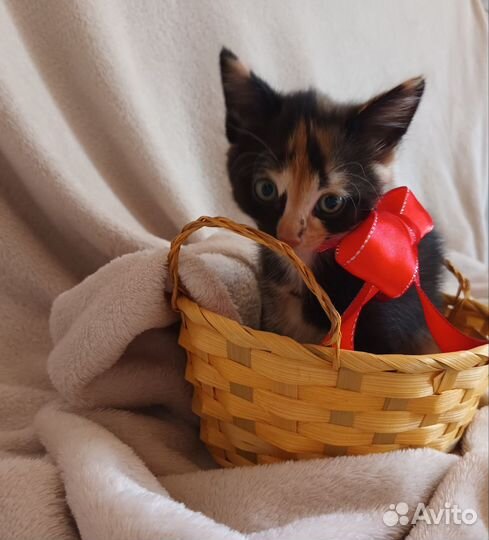 Котята отдам в добрые руки бесплатно