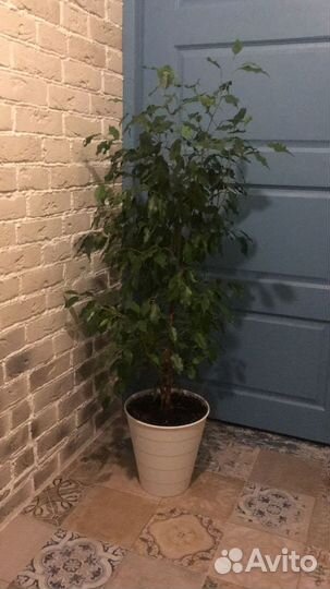 Комнатные растения