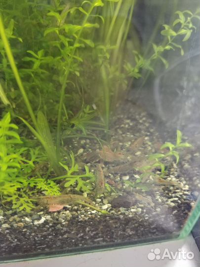 Аквариумные креветки амано