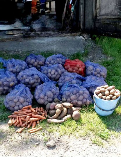 Продам картофель