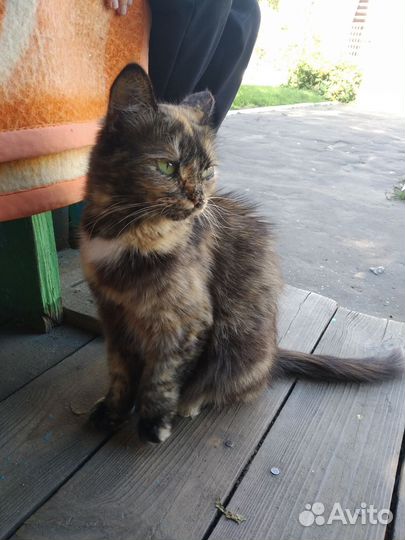 Кошка бесплатно. Котята