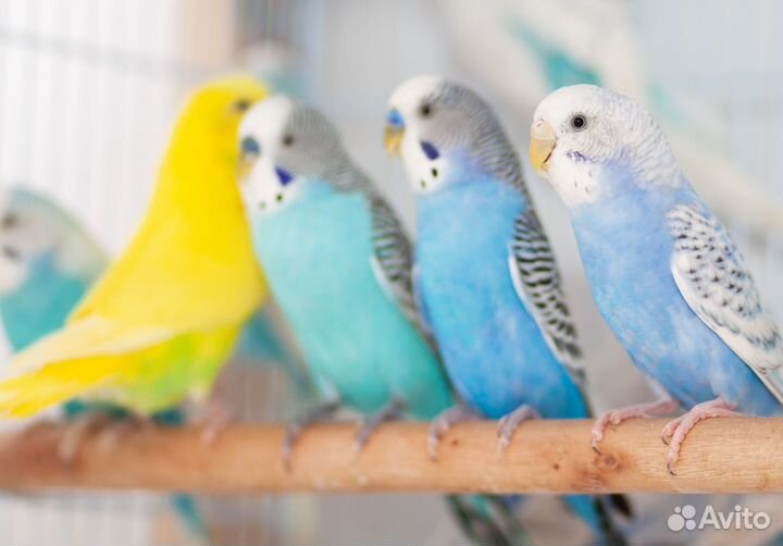 Волнистые попугаи для каждого. Большой выбор