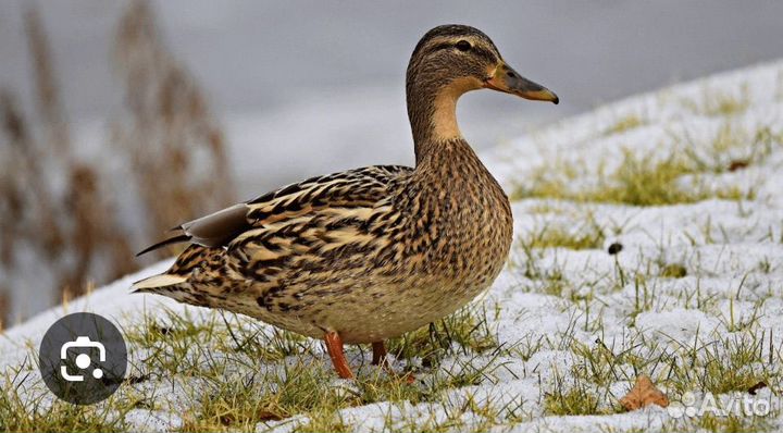 Подсадные утки