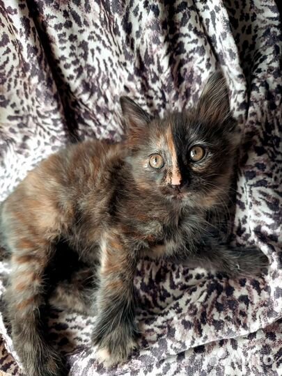 Очаровательная девочка в дар