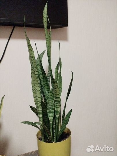 Сансевиерия щучий хвост