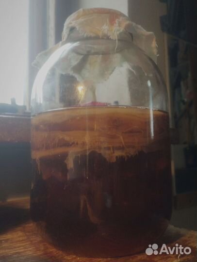 Чайный гриб бесплатно